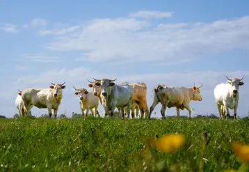 <em class="placeholder">FRANCE - Ferme de Lantouny - La race Lourdaise</em>
