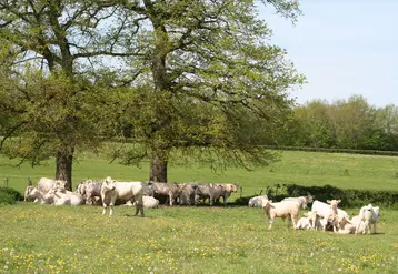 vaches charolaises bourgogne prairie