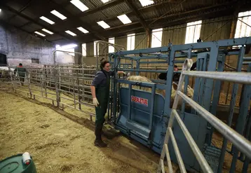 élevage bovins viande contention FCO vétérinaire