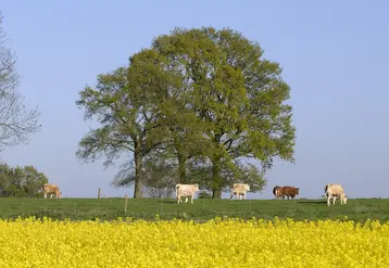vaches allaitantes pâturage colza 