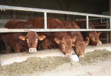 jeunes bovins engraissement Limousine