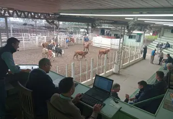 <em class="placeholder">Vue de la piste de vente et de la tribune du marché aux bestiaux organisé tous les jeudis par la coopérative argentine La Ganadera.</em>