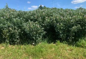 <em class="placeholder">lupin blanc d&#039;hiver à floraison</em>