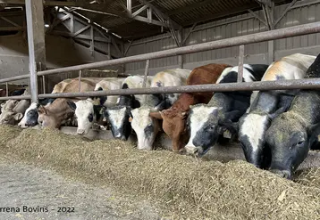 <em class="placeholder">350 000 veaux laitiers étant exportés chaque année, la marge de progression de ces filières est élevée.</em>