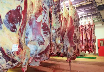 <em class="placeholder">carcasses de bovins en abattoir. bovin viande. viande bovine.</em>