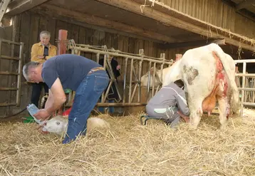 <em class="placeholder">Deux éleveurs bovins traient la vache charolaise et donnent le colostrum au veau nouveau-né</em>