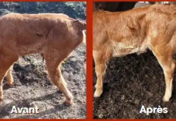 veau nouveau-né ostéopathie pathologie lombaire
