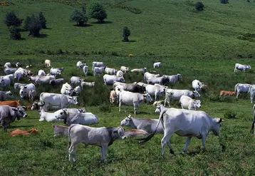 vaches race Gasconne des Pyrénées en estive dans les Pyrénées