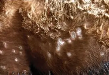 dermatose nodulaire contagieuse (DNC) maladie bovin 