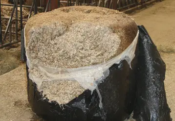 enrubannage maïs plante entière bovins viande
