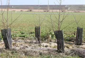 plantation haies Marne
