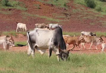 <em class="placeholder">bovin race gaubra dans le nord Sénégal  Credit </em>