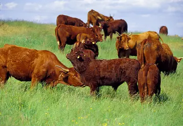 <em class="placeholder">Bovins viande / troupeau salers à l&#039;estive</em>