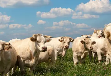 <em class="placeholder">troupeau charolaises pâturage </em>