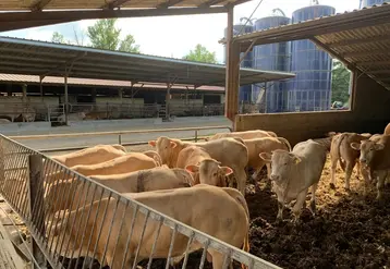 <em class="placeholder">jeunes bovins race blonde d&#039;Aquitaine en engraissement sur paille</em>