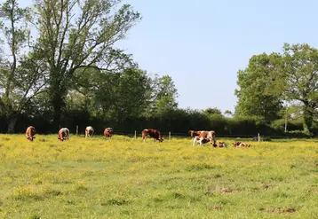 <em class="placeholder">vaches rouge des prés pâturage</em>