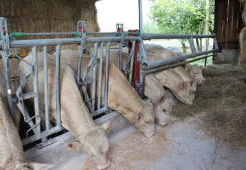 broutards charolais