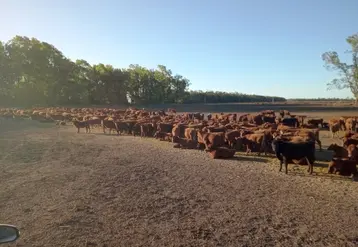 <em class="placeholder">pampa argentine vaches allaitantes
Troupeau allaitant angus rouge d’une grosse exploitation de l’Ouest de la province de Buenos Aires.</em>