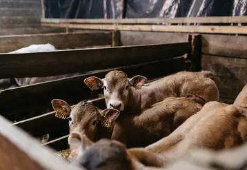 <em class="placeholder">veaux sou la mère</em>