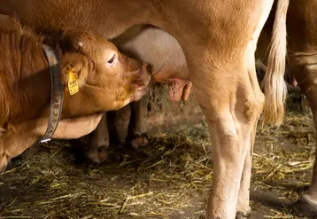 <em class="placeholder">Vaches+Veaux sous la mère </em>