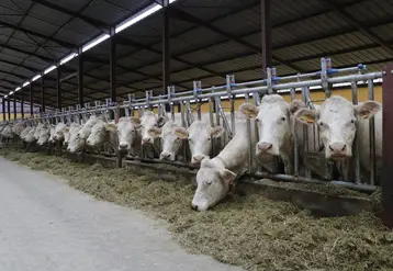 <em class="placeholder">Elevage de charolaises à la SCEA de Tameron, à Montillot dans l’Yonne</em>