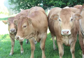 <em class="placeholder">génisses limousines pâturage mouches</em>