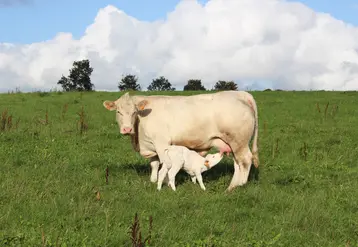 génisse charolaise allaitant son veau nouveau-né