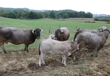 vaches bazadaises veaux prairies