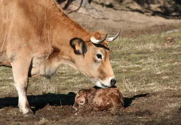 <em class="placeholder">aubrac vache et veau aubrac nouveau-né boue</em>
