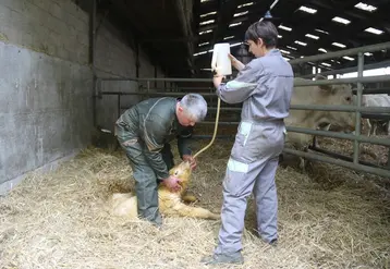 <em class="placeholder">Un éleveur et une éleveuse donnent à un veau du colostrum par sonde</em>