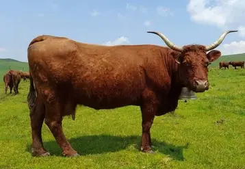 <em class="placeholder">vache salers rameau laitier au pâturage Facebook Pour la défense de la salers traite</em>