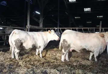 <em class="placeholder">vaches charolaises à l'engraissement</em>