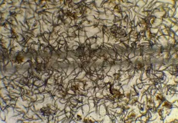 <em class="placeholder">Bovins viande / vaches salers au pâturage</em>