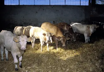 veaux blonde d'Aquitaine stabulation Haute-Garonne