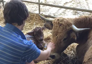 éleveur aibrac vêlage 
