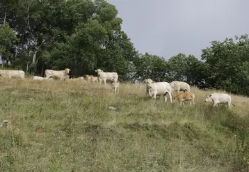 troupeau blonde d'aquitaine prairie montagne