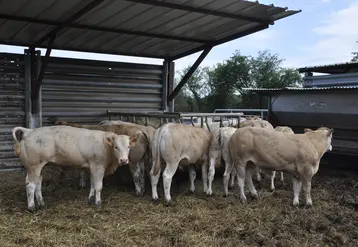 broutards blonde d'Aquitaine engraissement