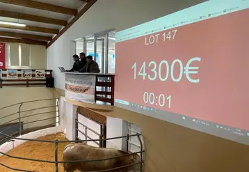 vente aux enchères Blonde Génétique taureau