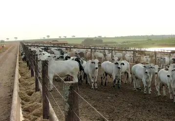 atelier d'engraissement de zébus au Brésil