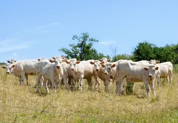 <em class="placeholder">génisses charolaises dans une prairie en été</em>
