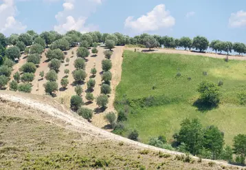 <em class="placeholder">Green olive trees farmland, agricultural landscape with olives plant among hills, olive grove garden, large agricultural areas of olive trees</em>