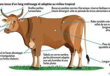 race bovine Créole infographie