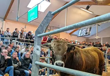 vente aux enchères taureaux aubrac