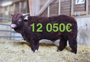 vente aux enchères taureaux Salers