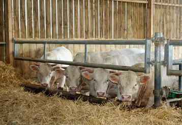 jeunes bovins engraissement 