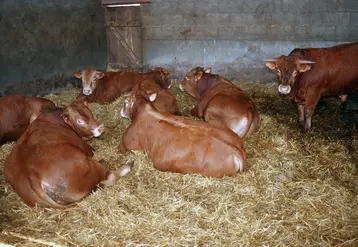 engraissement de jeunes bovins Limousine