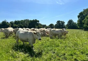 <em class="placeholder">Prairie pâturée avec un lot de charolaises avec leurs veaux.</em>