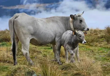 <em class="placeholder">vache gasconne et son veau</em>