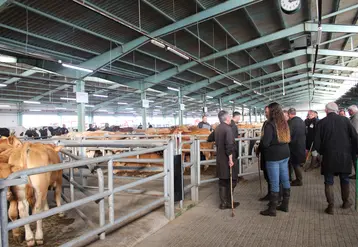 marché bétail vif de Châteaubriant (Loire-Atlantique) juin 2026
