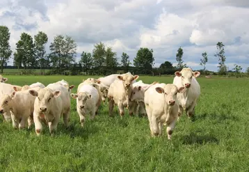 <em class="placeholder">vaches charolaises et leurs veaux au pré</em>